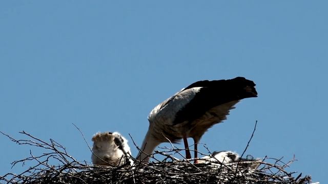 Белый Аист Ciconia ciconia жизнь Аистов причины выбрасывание птенцов из гнезда смотреть онлайн