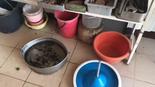 Французский бульдог Мира умеет стирать смотреть онлайн