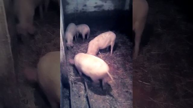 Разведение свиней в домашних условиях смотреть онлайн