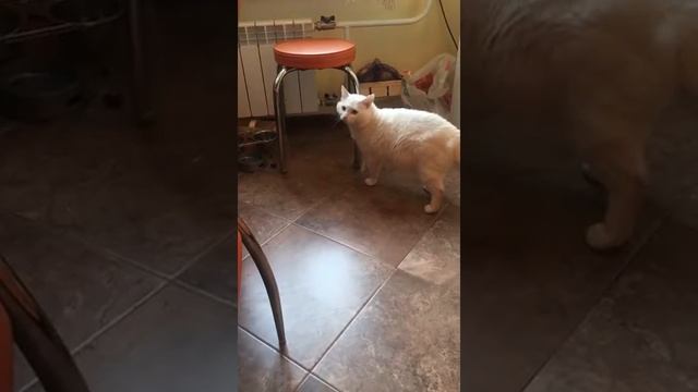 В нашем доме появился интереснейший футбол! Вот что значит мужик!)) смотреть онлайн