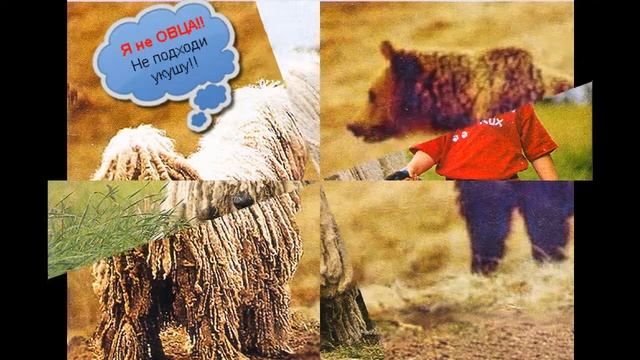 Собака.Командор - опасная швабра. смотреть онлайн