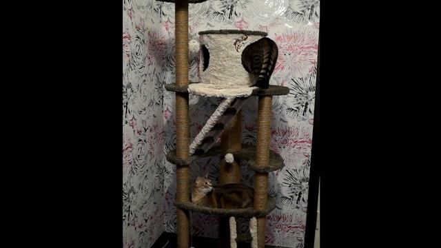 Игровой комплекс для кошек смотреть онлайн