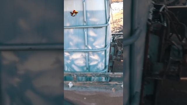 Рыбалка Зарыбление пруда карасём Сегодня больше рыбы или воды Летняя рыбалка #shorts смотреть онлайн