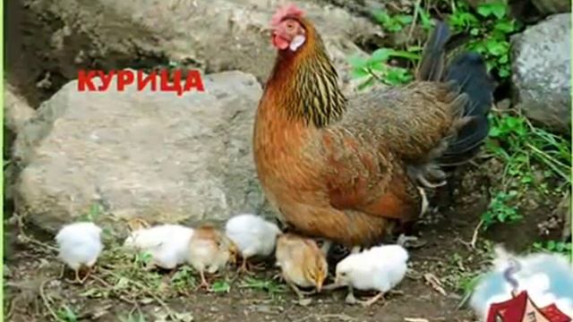 Стихи для маленьких Домашние животные смотреть онлайн