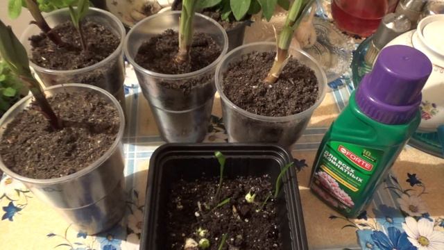 И снова о лилиях. смотреть онлайн