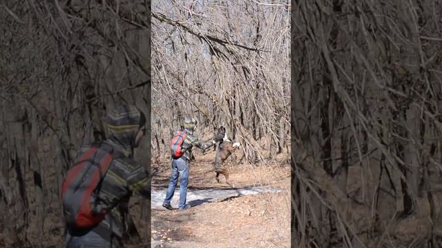 Боксер разозлился на дерево смотреть онлайн