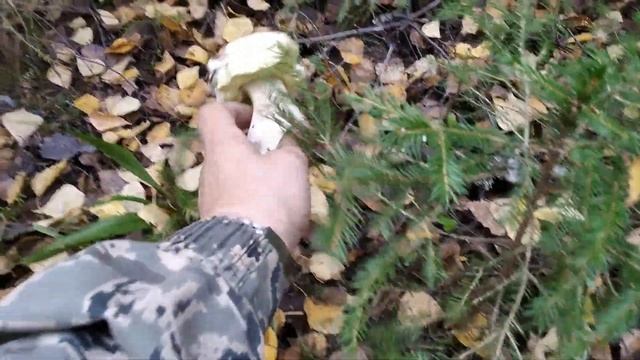 Нескончаемый грибной поток смотреть онлайн