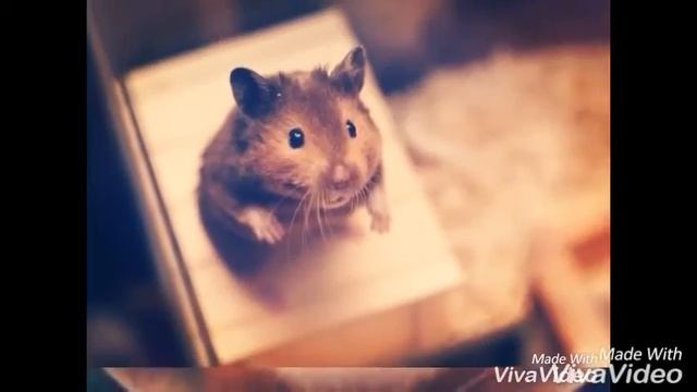 Как бы герои мультфильма Вольт выглядели в реальной жизни смотреть онлайн