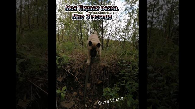 Американская Акита, первое видео 29 октября 2022 г. смотреть онлайн
