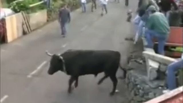 Если не верите что быки сильные , то посматрите ето видео смотреть онлайн