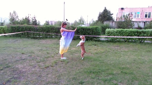 Дрессированный стаффорд смотреть онлайн