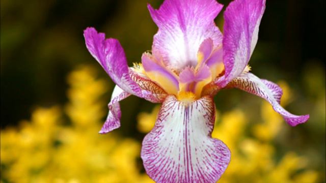 Iris, Goo Goo Dolls - Traduzione смотреть онлайн