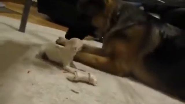 Не поделили кость смотреть онлайн