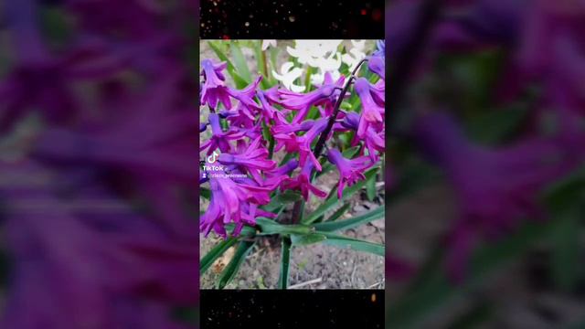 Такое вряд-ли у т... смотреть онлайн