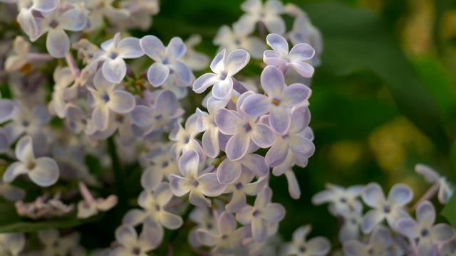 Lilac flower video compilation..I смотреть онлайн