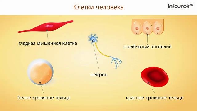 Место человека в систематике. Доказательства животного происхождения человека смотреть онлайн