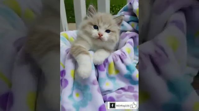 Seal Bicolor Lynx RAGDOLL KITTEN