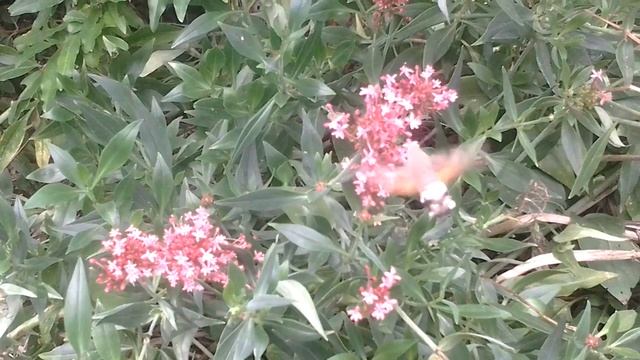 Колибри в Крыму. Бражник. смотреть онлайн