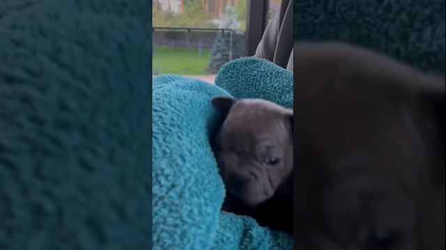 Щенок французского бульдога, которому уже аж 3 недели) смотреть онлайн