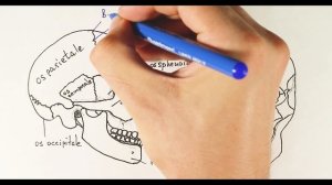 СТРОЕНИЕ ЧЕРЕПА | CRANIUM | АНАТОМИЯ ДЛЯ СТУДЕНТОВ - МЕДИКОВ | ПЕРВОКУРСНИКОВ