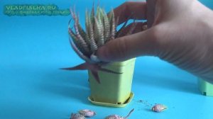 Суккулент Хавортия  Размножение