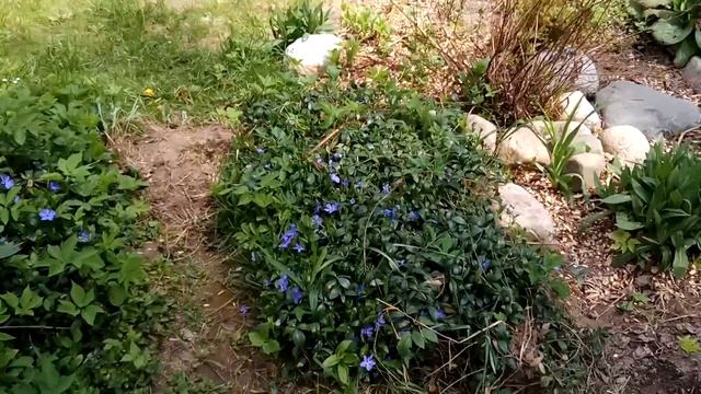 Вот хожу по саду и думаю с чего начать смотреть онлайн