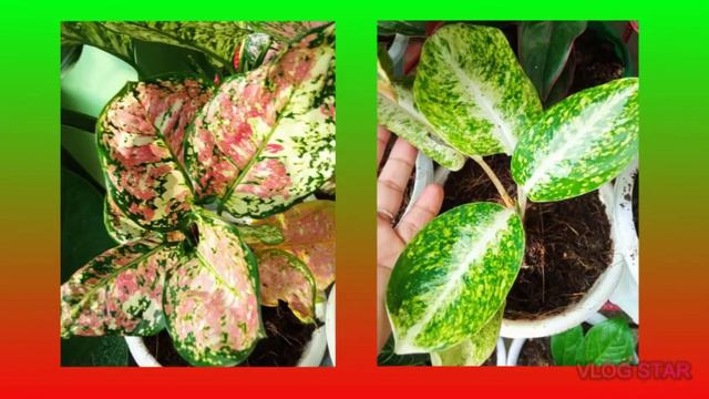 Lucky plants // Lucky Home plants collection // This year (2021) Aglaonema collection смотреть онлайн