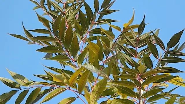 Fraxinus angustifolia 'Raywood' смотреть онлайн