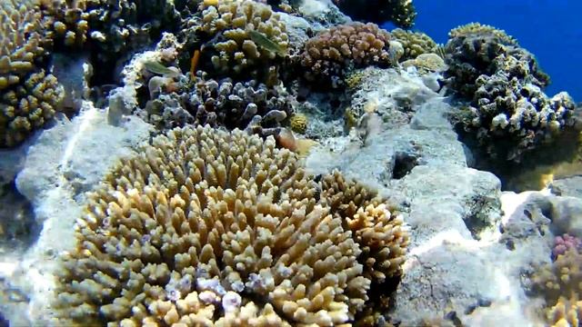 Египет Sharm El Sheikh Шикарный коралловый риф отеля SHARM PLAZA 5* ( камера Eken H9r ) смотреть онлайн
