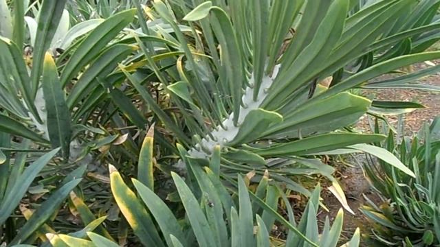 VERODE: Kleinia neriifolia (www.riomoros.com) смотреть онлайн