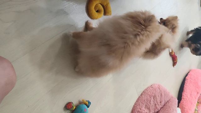 Шалунишки,баловники, Счастье в дом.Продажа,Крым, Евпаториия.+79788972514 смотреть онлайн