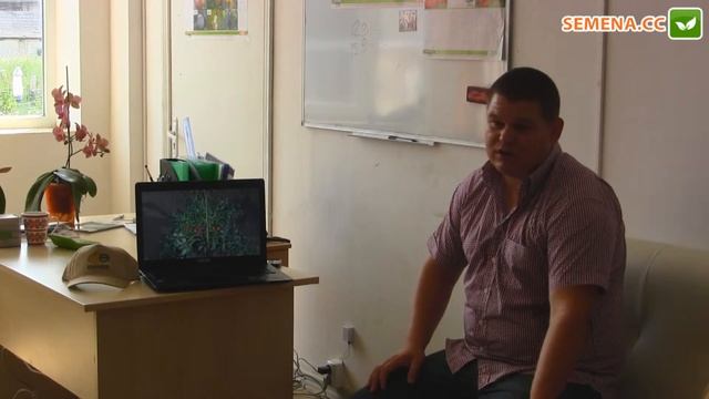 Рио Гранде томат (Griffaton) семинар Sakura смотреть онлайн