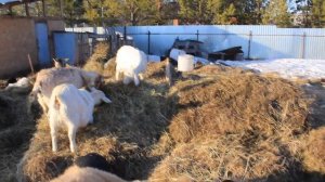 Доходы и расходы в небольшом ЛПХ. Выгодно ли ЛПХ?