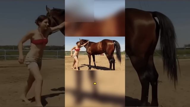 Самая Умная Лошадь ? смотреть онлайн