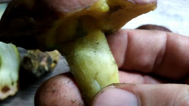 Boletus Appendiculatus, Smeđa Kraljevka 2020 смотреть онлайн