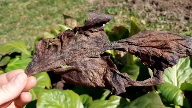 Собираю Бадан (чигирский чай) смотреть онлайн