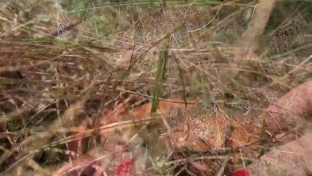 ГРИБЫ МАСЛЯТА /НАЕДИНЕ С ПРИРОДОЙ??❤️ смотреть онлайн