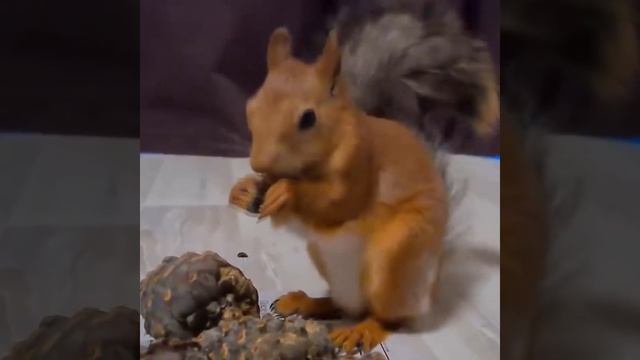 Кедровые шишки очень любят белки смотреть онлайн