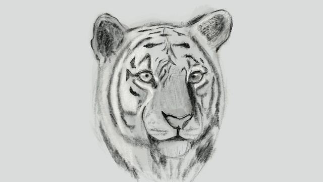 Рисуем реалистичного тигра / Time lapse video: Drawing of a realistic tiger смотреть онлайн