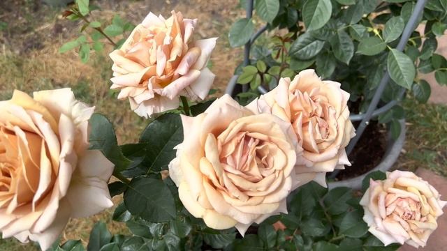 Розы в саду 2022.Лучшая роза в саду - Mocarose/Мокароза (Fryer,2014). Цветок розы и его обзор. смотреть онлайн