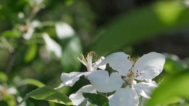 Niagara Fresh Fruit - Bees & Apple Blossoms смотреть онлайн