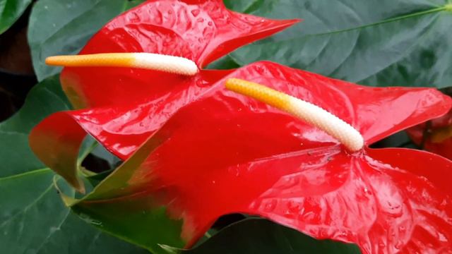 Beautiful anthurium with names| part 02 смотреть онлайн