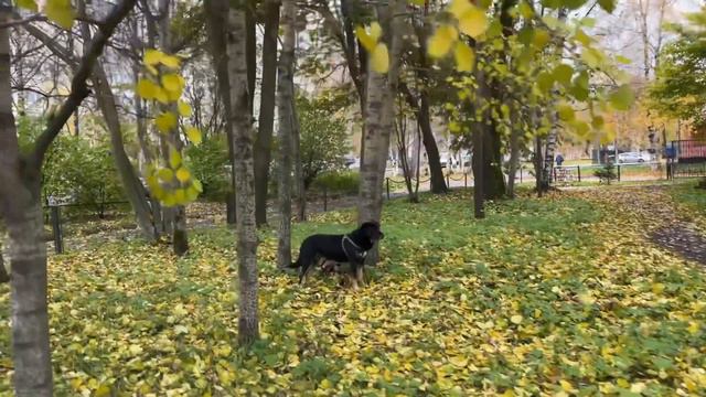 4k Архангельск , Осень в Архангельске смотреть онлайн