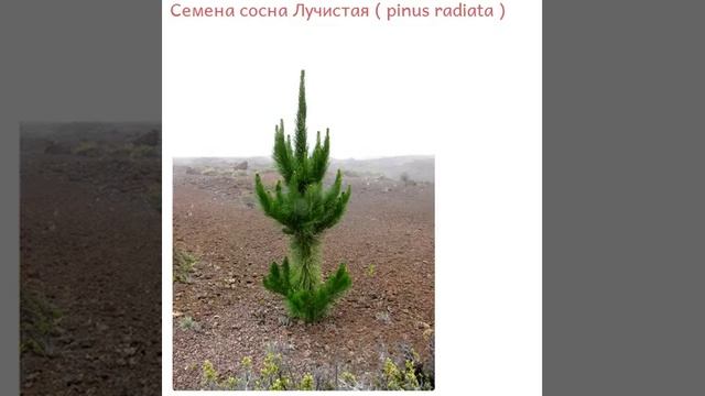 Семена сосна Лучистая купить продажа смотреть онлайн