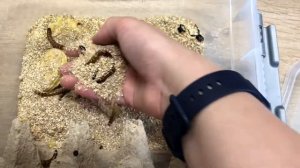 Мини-ферма жуков Зофобаса. Как развести колонию личинок? (жук чернотелка)