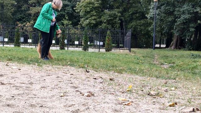 Танцы с собаками, трюки. Школа "БРАВО". Эрдельтерьер САША. Тренировка 06.10.2020 смотреть онлайн