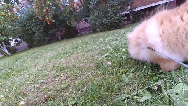 Любимая игрушка шпица Николь. Почему не обучаем командам. Щенок приучен к пеленке смотреть онлайн