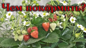 Подкормка клубники во время цветения и плодоношения