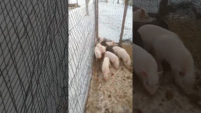 Вьетнамцы самые чистоплотные вот так. смотреть онлайн