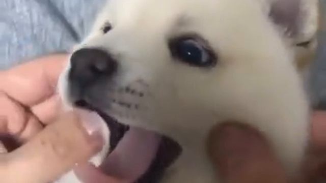 CUTEST LITTLE DOGGO смотреть онлайн